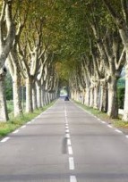 Prix des Allées d’Arbres 2020 2021